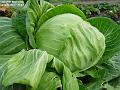 2002-1128cabbage